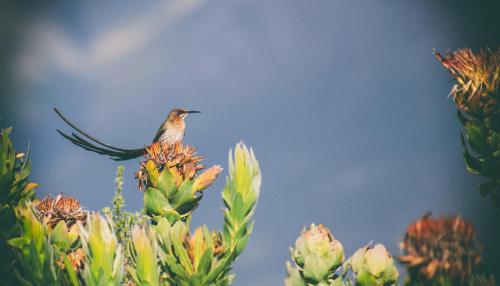 . Wild Rescue Nature Reserve