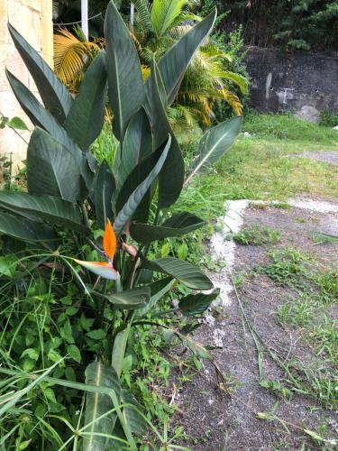 Saint-denis Studio 40 m2 - Bellepierre in Reunion