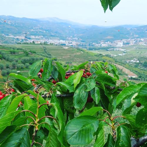 Quinta Casa Do Quintal