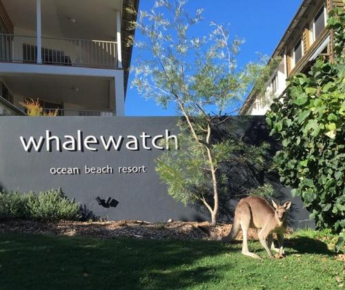 Whale Watch Ocean Beach Resort Gold Coast