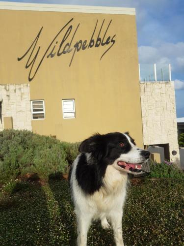WILDPEBBLES, Jeffreys Bay (zdjęcie 6)