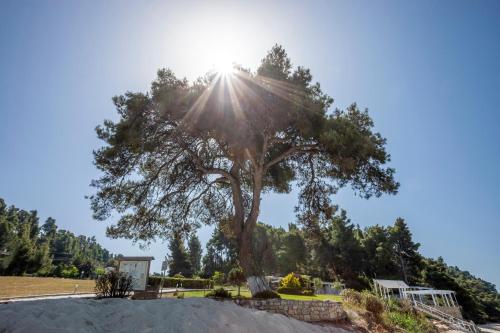 Amalia Luxury house in Elani beach 100m by the sea Amalia Luxury house in Elani beach 100m by the sea