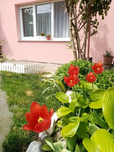 Apartman Vesna