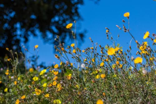 Villa Bou - Plusholidays - image 8