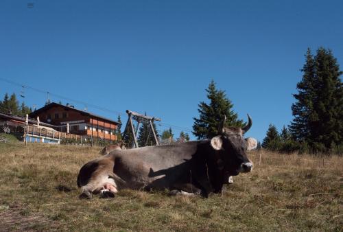 Panorama Restaurant Sterzingerhaus 1.930m