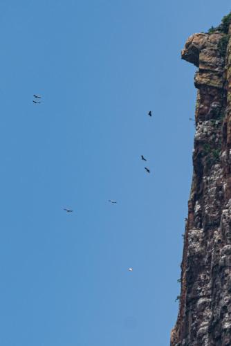 Cape Vulture Conservancy