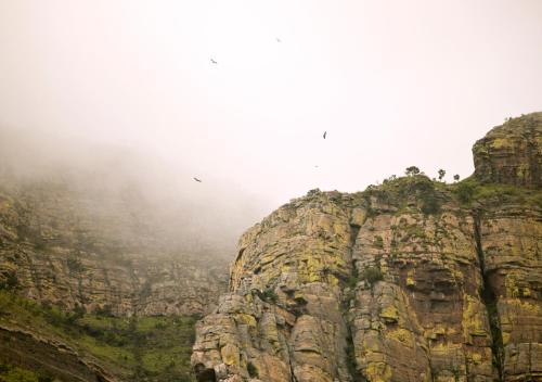 Cape Vulture Conservancy