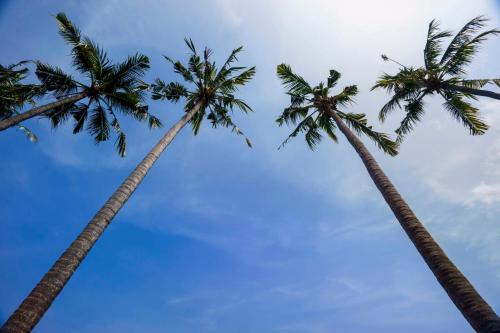 Villa Blanca by Alfred in Bali