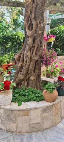 Vila Maslina Guesthouse - image 8
