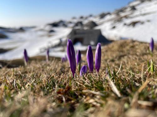 Velika planina Chalet SLOVENKA