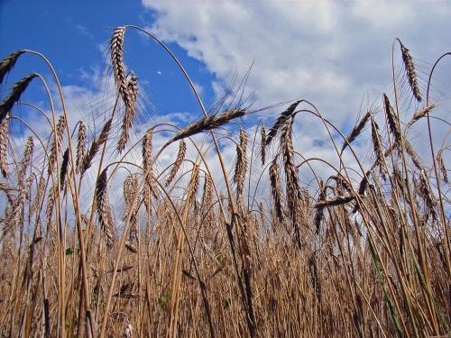 Haus Saskia Haus Saskia