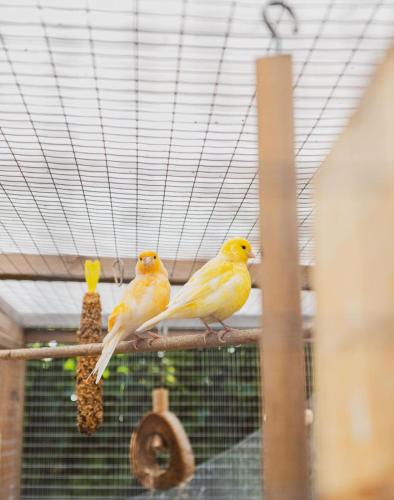 The Stag Hotel and Mailmans Arms
