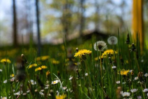 Villaggio Anemone - Chalet Castagno