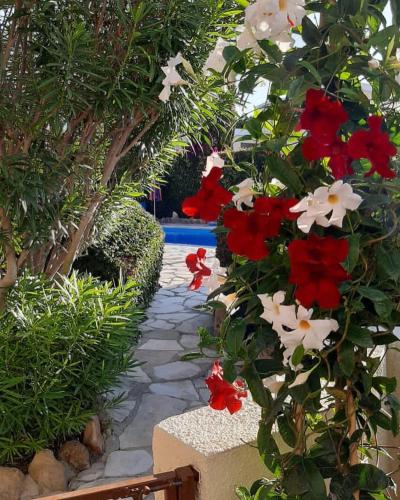 Eva Gardens corner house with stunning garden and huge swimming pool next to CORAL BAY, Peyia (photo 2)