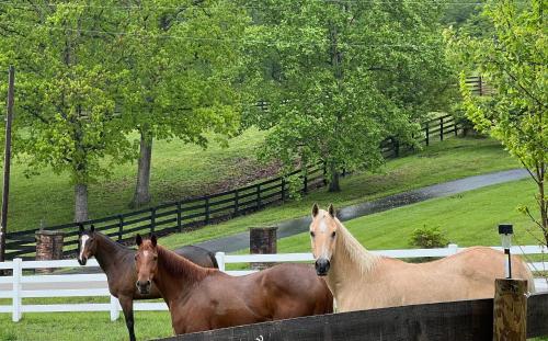 B&B Berea - Nicura Ranch Inn & Stables - Bed and Breakfast Berea