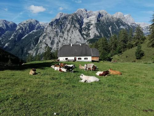 Gausrab - image 7