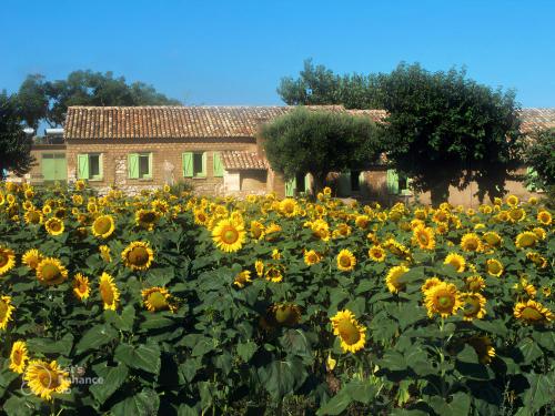 Il Canto di Kokopelli Country Houses - Accommodation - Brattirò