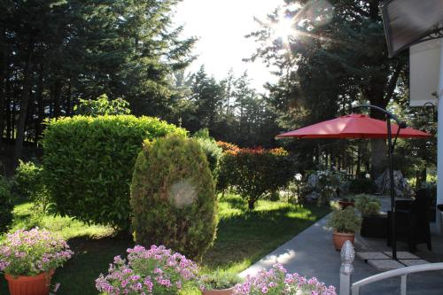 Le Conifere - image 5