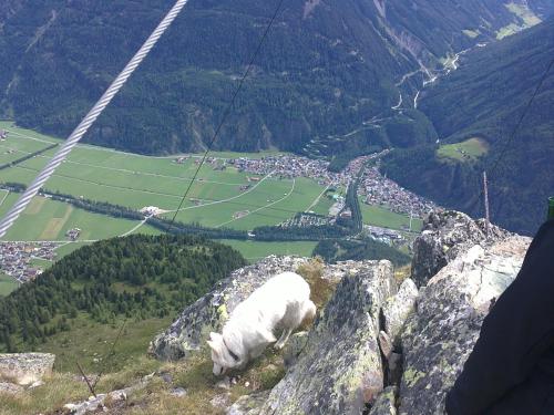 Apart Streppel - image 5