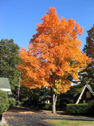Amber Lantern Efficiency Cottage in Lake George, USA