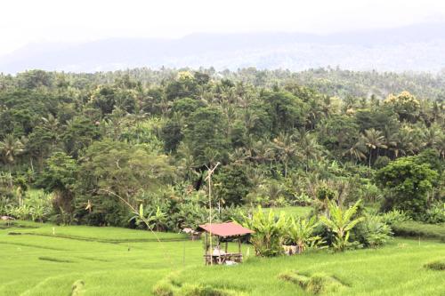 Jungle House - surf & stay near Rambut Siwi Beach