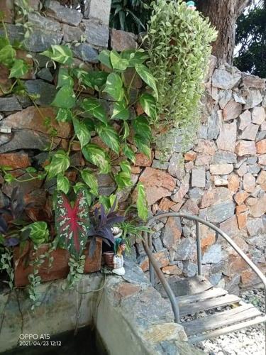a stone wall with a plant growing out of it, Belinda Home in Chonburi