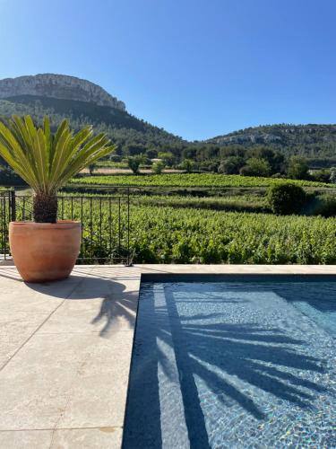 Côté vignes cassis Côté vignes cassis