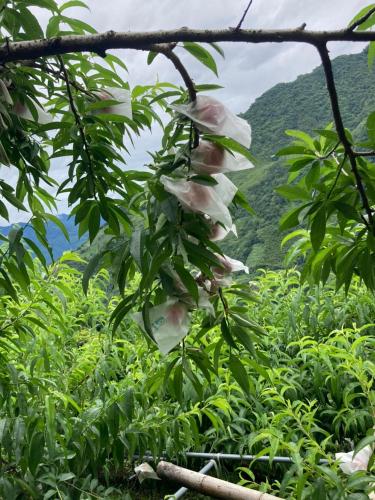 La La mountain junlin Farm - 주변 환경