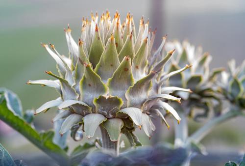 Casa Coronica Casa Coronica