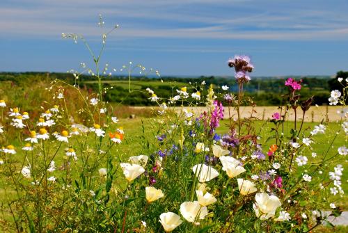 Fig Tree House - image 5