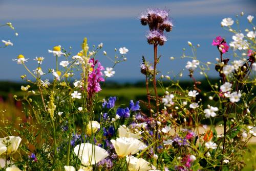 Fig Tree House - image 13