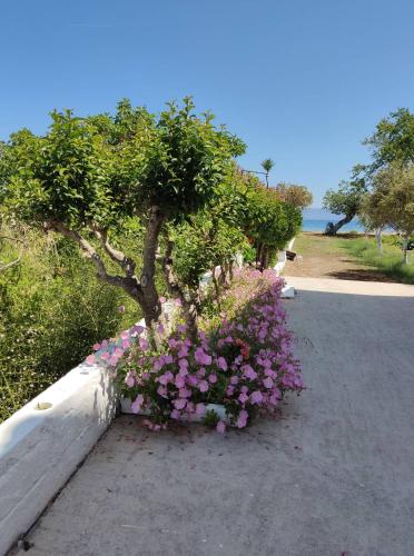 Ever Green beach Apartments