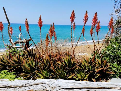 Shambala Beach House-where mountains meet the sea