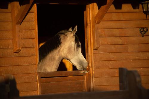 Sancho Farm Albania