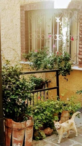 CASA GAIA in Trivinjo