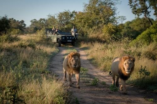 Makumu Private Game Lodge Makumu Private Game Lodge