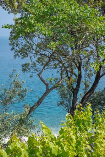 Marabou Hotel Chorefto - image 13