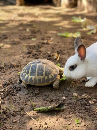  Villa Minioti double depandance A-B in Arnesano