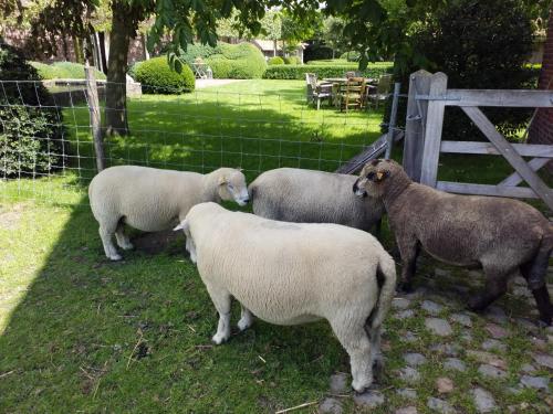 B&B De Hulst - image 4