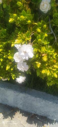 Spiridoula studio 4 chambre d'hôte Velonades, Sidari