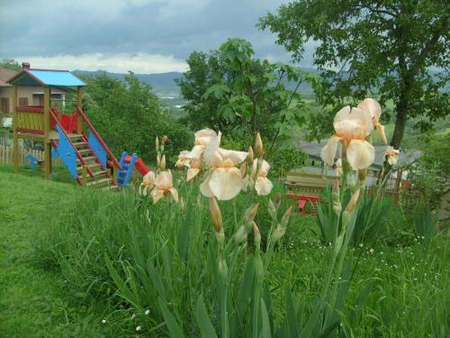 Farm stay Agriturismo la Borgaccia