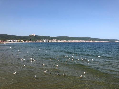 Sirena, Sveti Vlas (fotografie 3)
