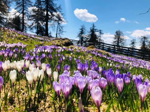 Beckenbinder Apartement Schlern