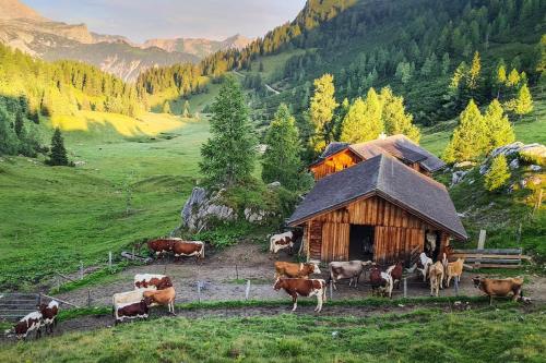 Surrounding environment, Pension Walchauhof in Flachau