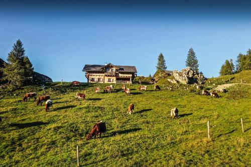 Surrounding environment, Pension Walchauhof in Flachau