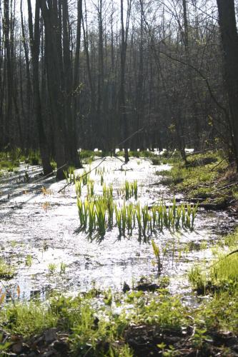 Bednarzówka - image 13