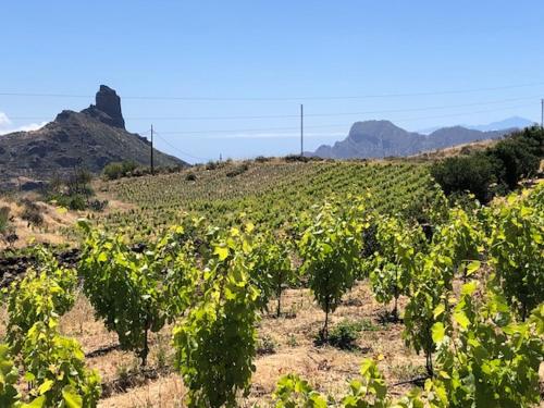 Casa-Finca El Maipéz de Tejeda