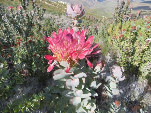 Joel's Off Grid Cottage in the Klein Karoo