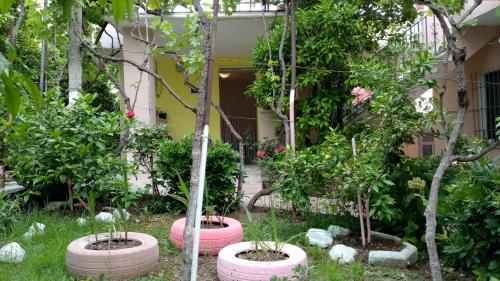 Sonce - Tirana, Tirana