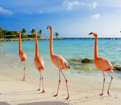 Jazmin's Apartment in Oranjestad